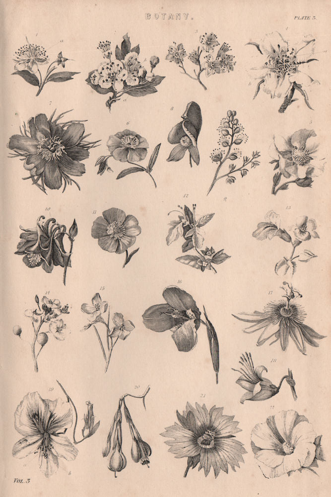 Botany. Types of flower III 1880 old antique vintage print picture